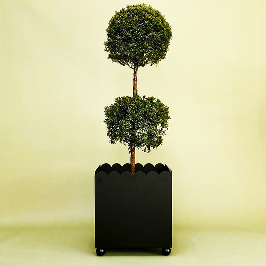 THE SCALLOPED PLANTER